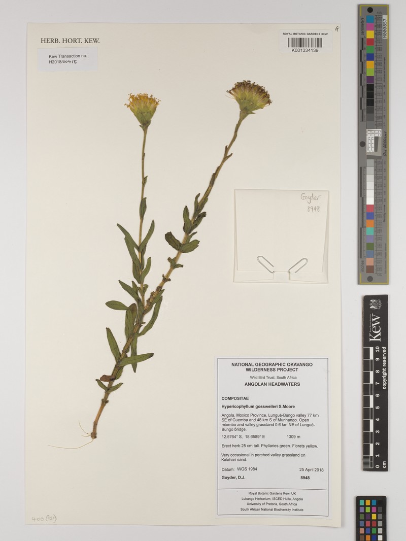 Hypericophyllum gossweileri