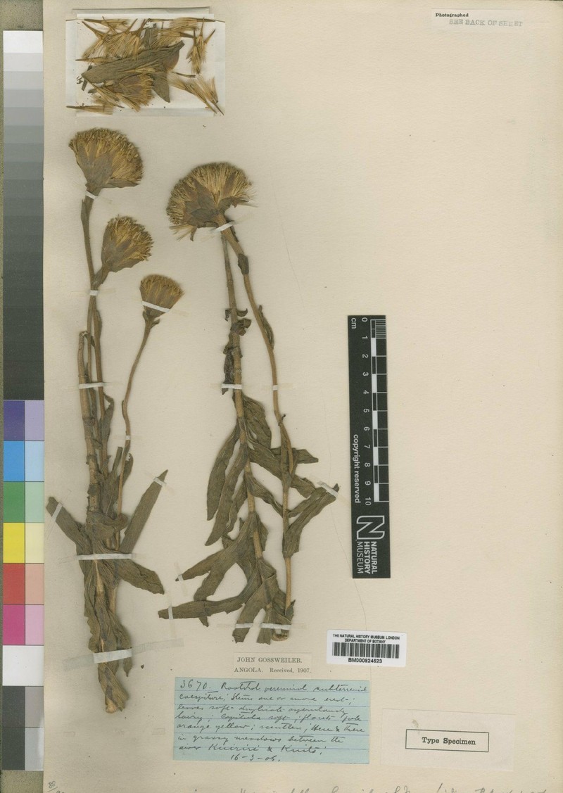Hypericophyllum gossweileri photo 2
