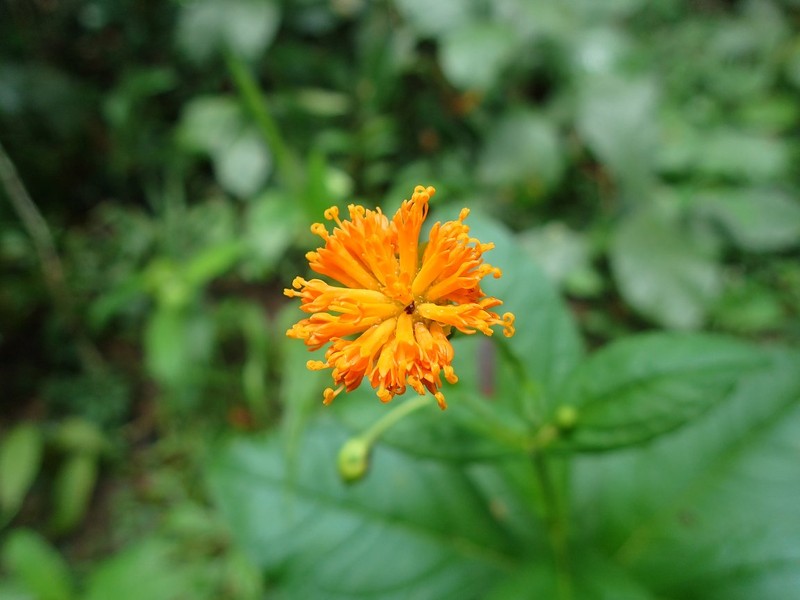 Hypericophyllum hessii