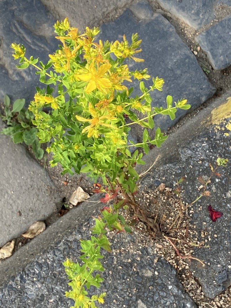 Hypericum × desetangsii