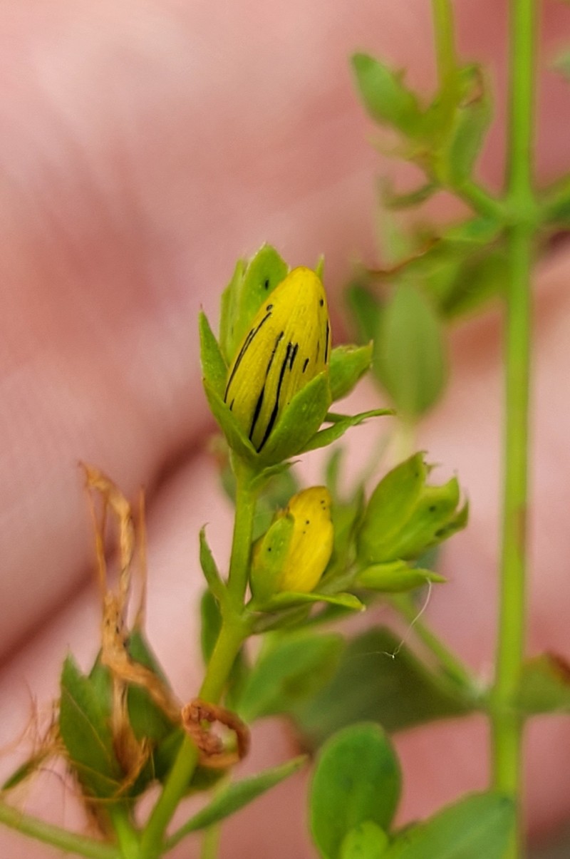 Hypericum × desetangsii photo 2