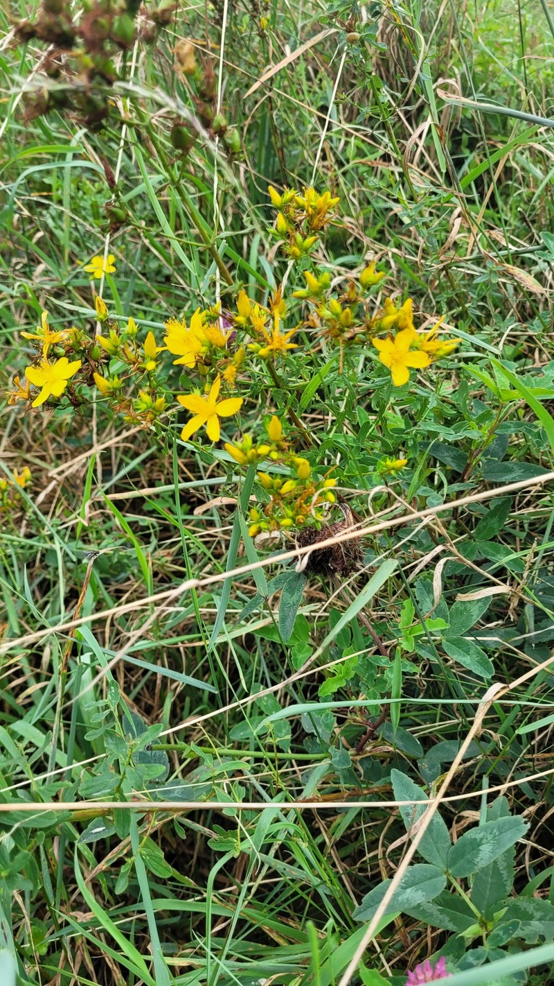 Hypericum × desetangsii photo 3