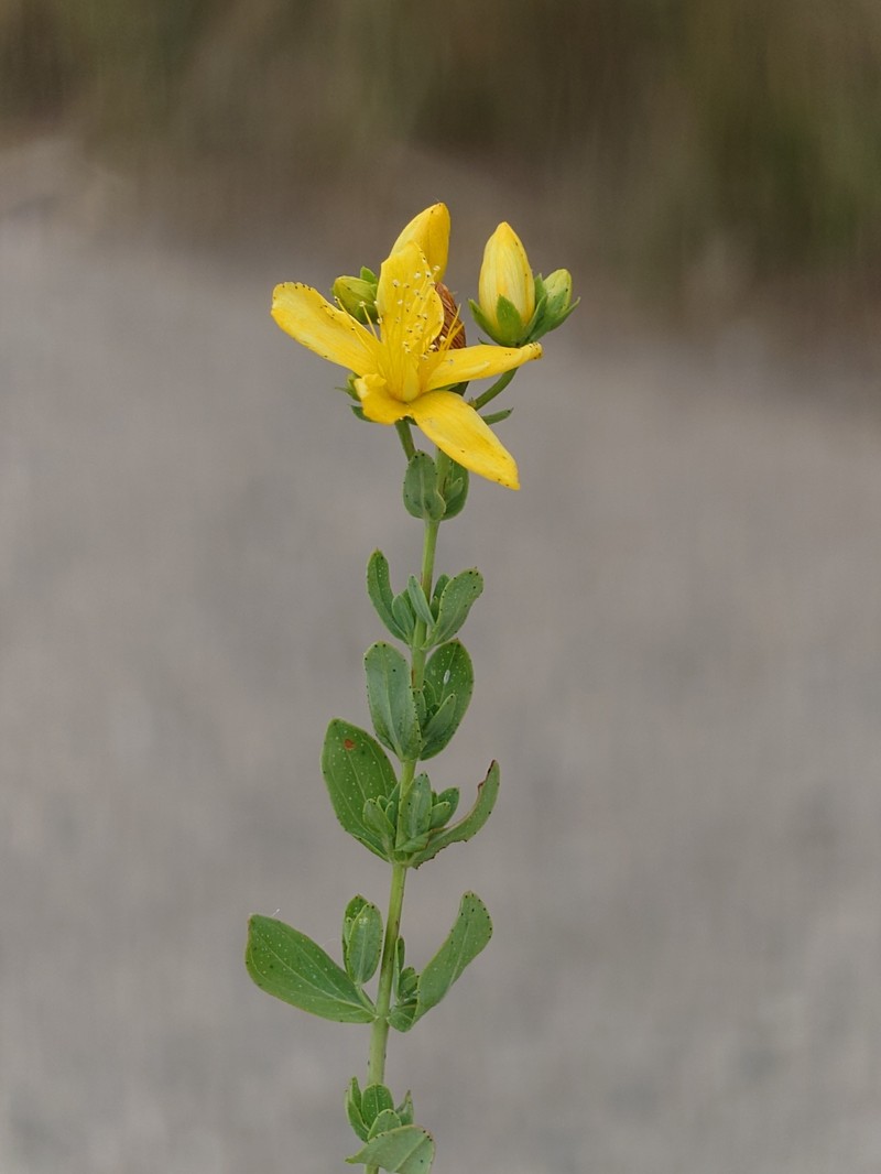 Hypericum × desetangsii photo 4