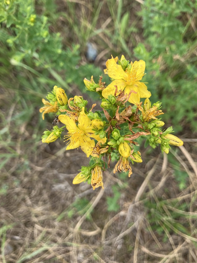 Hypericum × desetangsii photo 5
