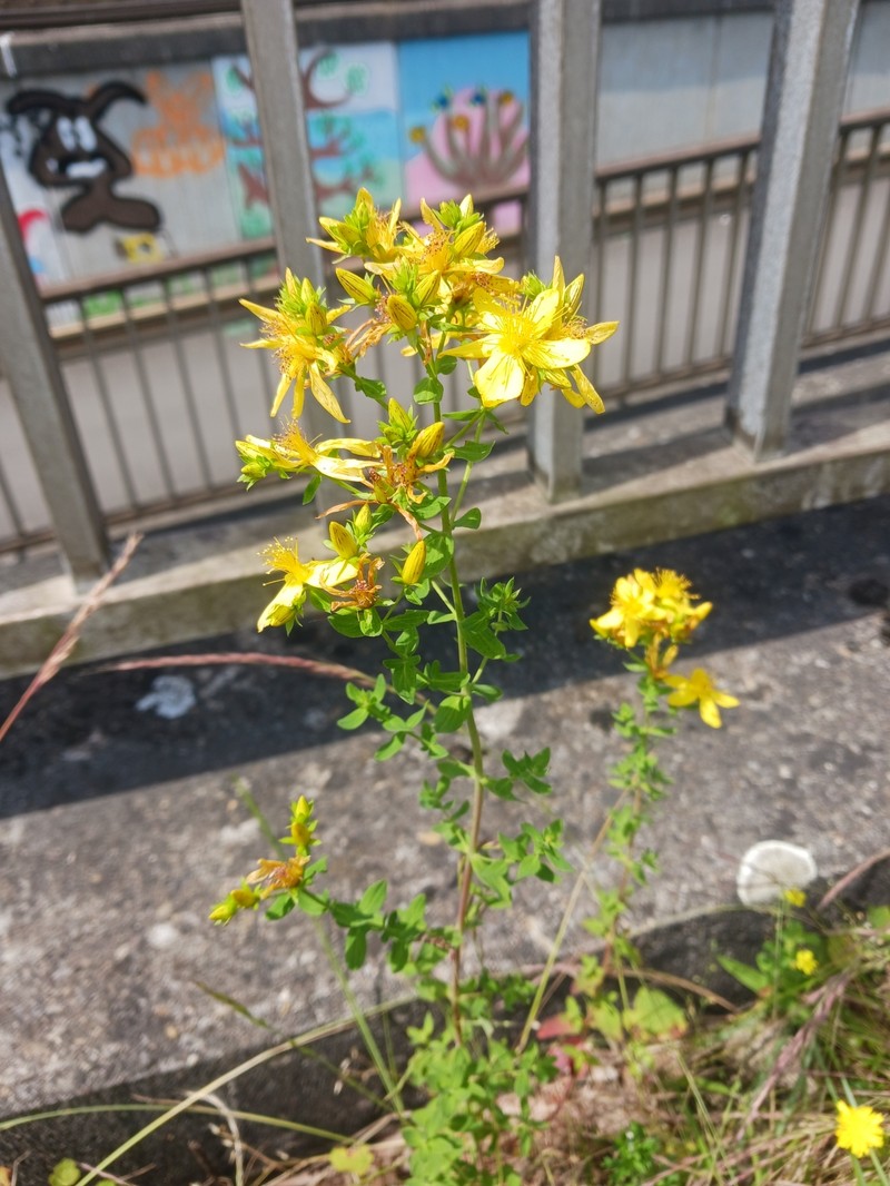 Hypericum × desetangsii photo 6