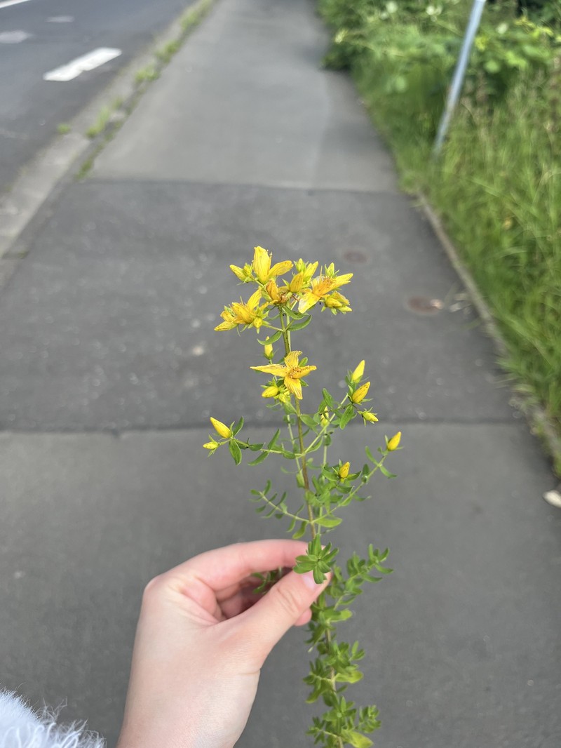 Hypericum × desetangsii photo 7