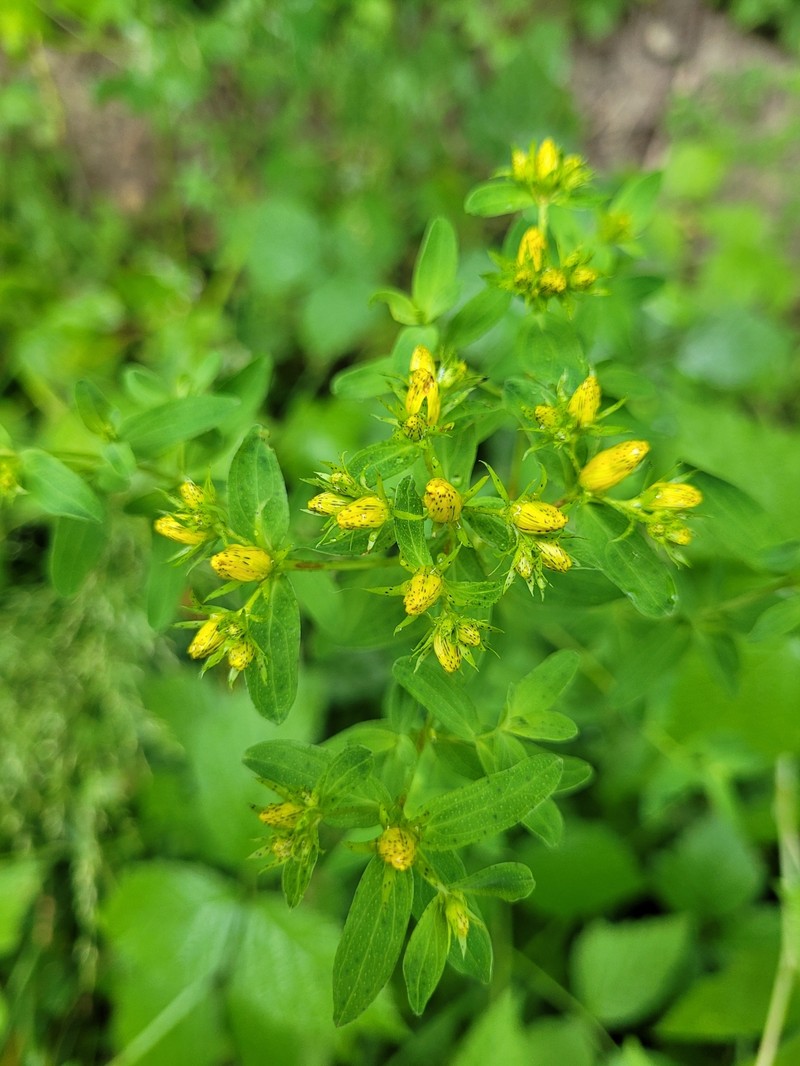 Hypericum × desetangsii photo 8