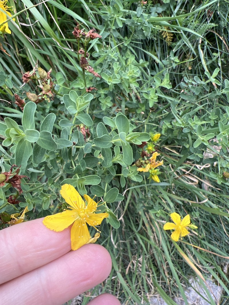 Hypericum × desetangsii nothosubsp. carinthiacum