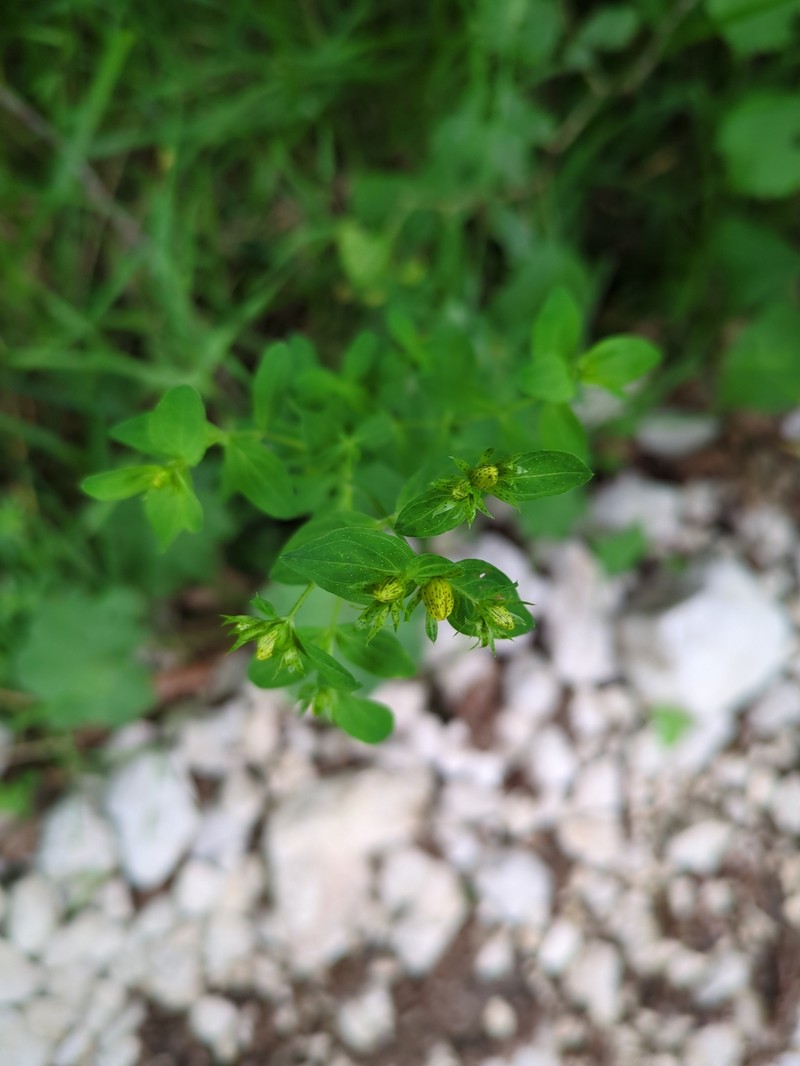 Hypericum × desetangsii nothosubsp. carinthiacum photo 2