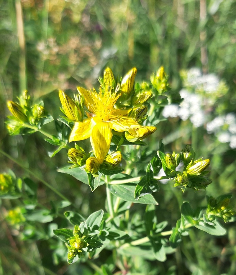 Hypericum × desetangsii nothosubsp. carinthiacum photo 3