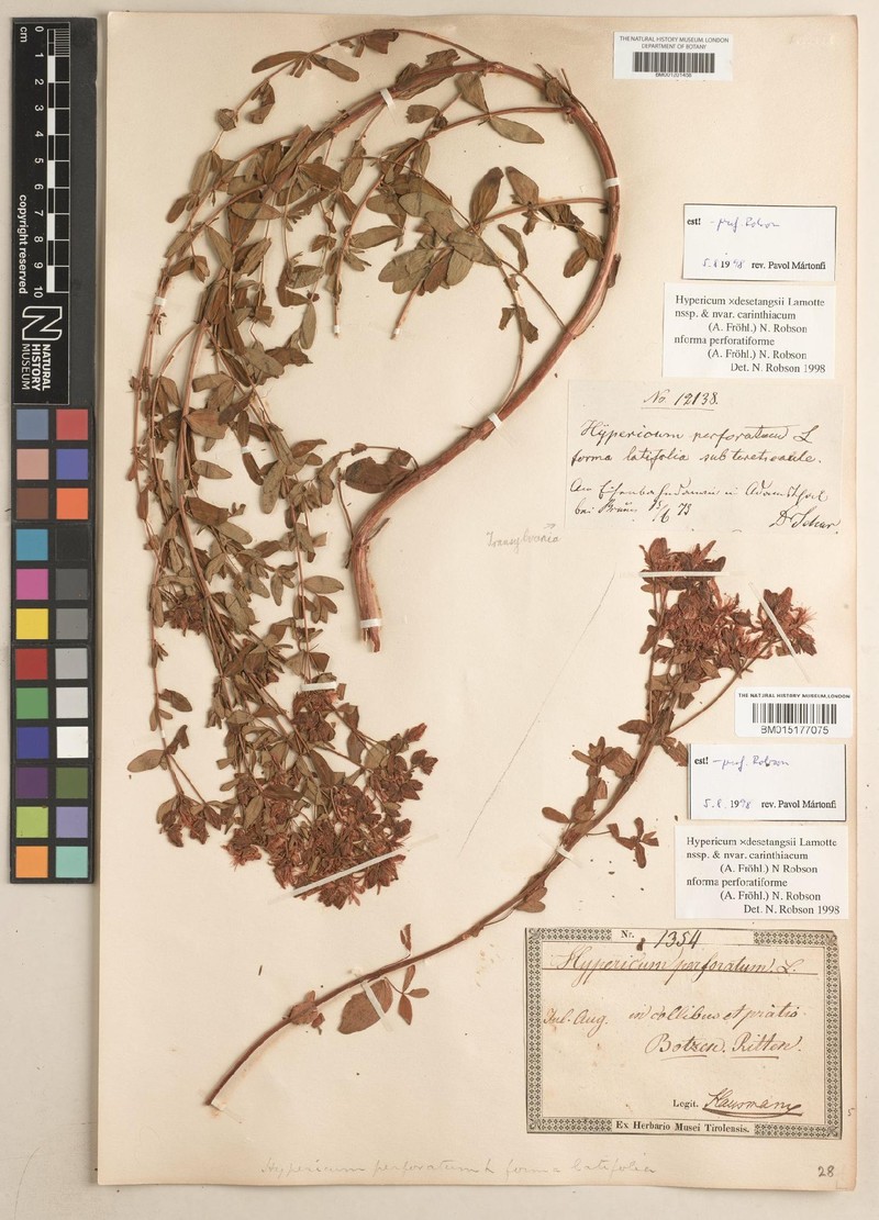 Hypericum × desetangsii nothosubsp. carinthiacum photo 4