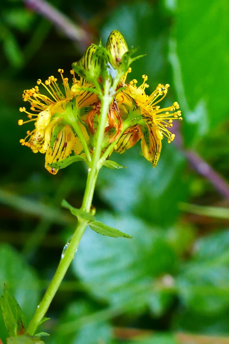 Hypericum × desetangsii nothosubsp. desetangsii