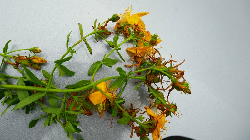 Hypericum × desetangsii nothosubsp. desetangsii photo 2