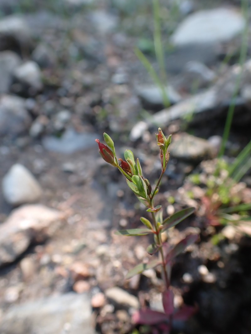 Disguised St. Johnswort