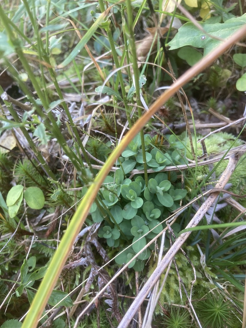 Disguised St. Johnswort photo 2