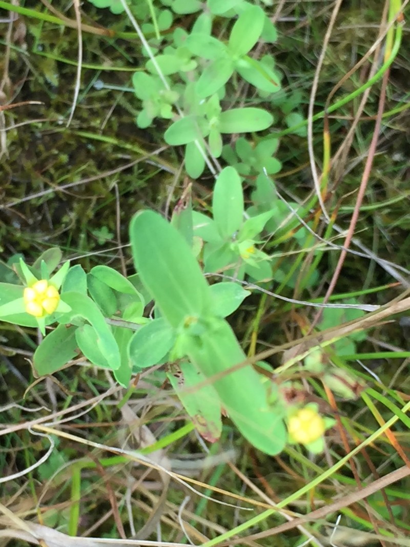 Disguised St. Johnswort photo 3