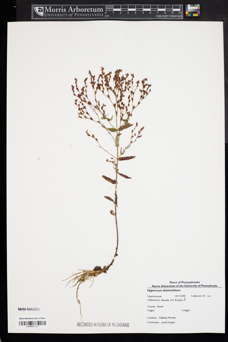 Disguised St. Johnswort photo 5