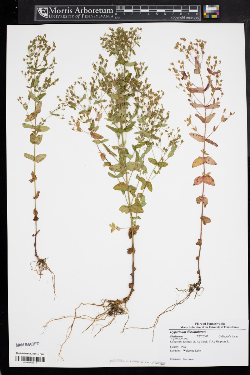 Disguised St. Johnswort photo 6