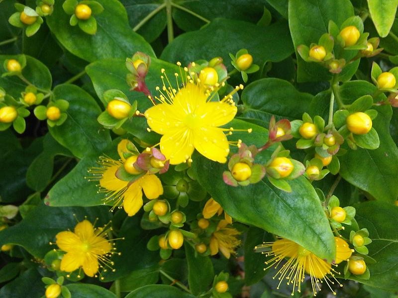 Hypericum × inodorum