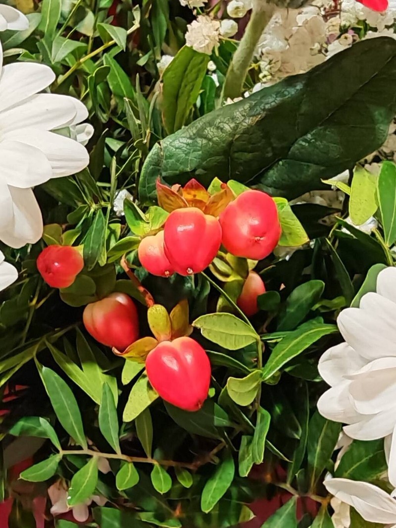 Hypericum × inodorum photo 2