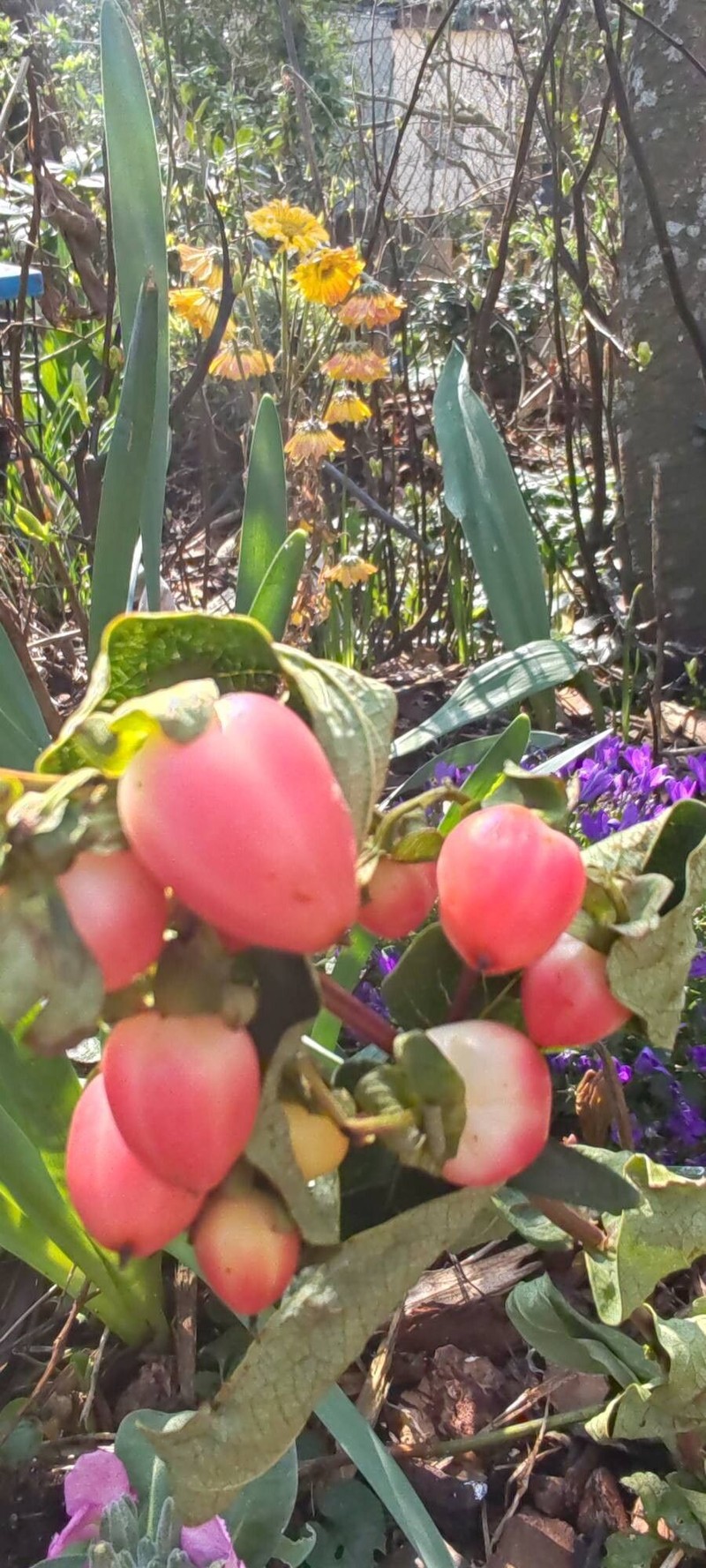 Hypericum × inodorum photo 4
