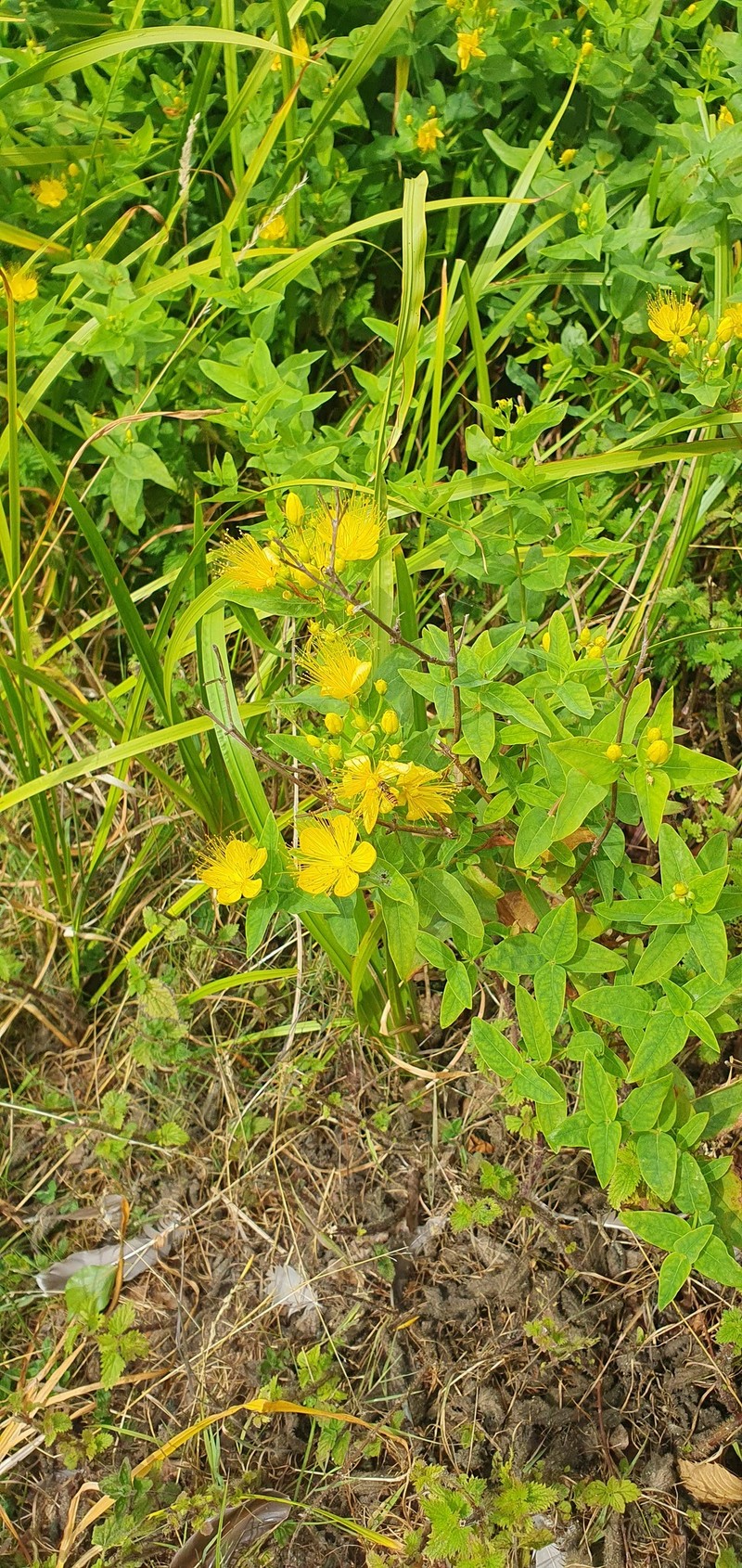 Hypericum × inodorum photo 5
