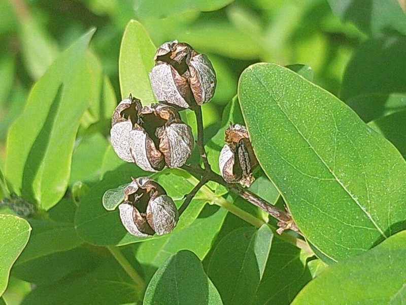 Hypericum × inodorum photo 7