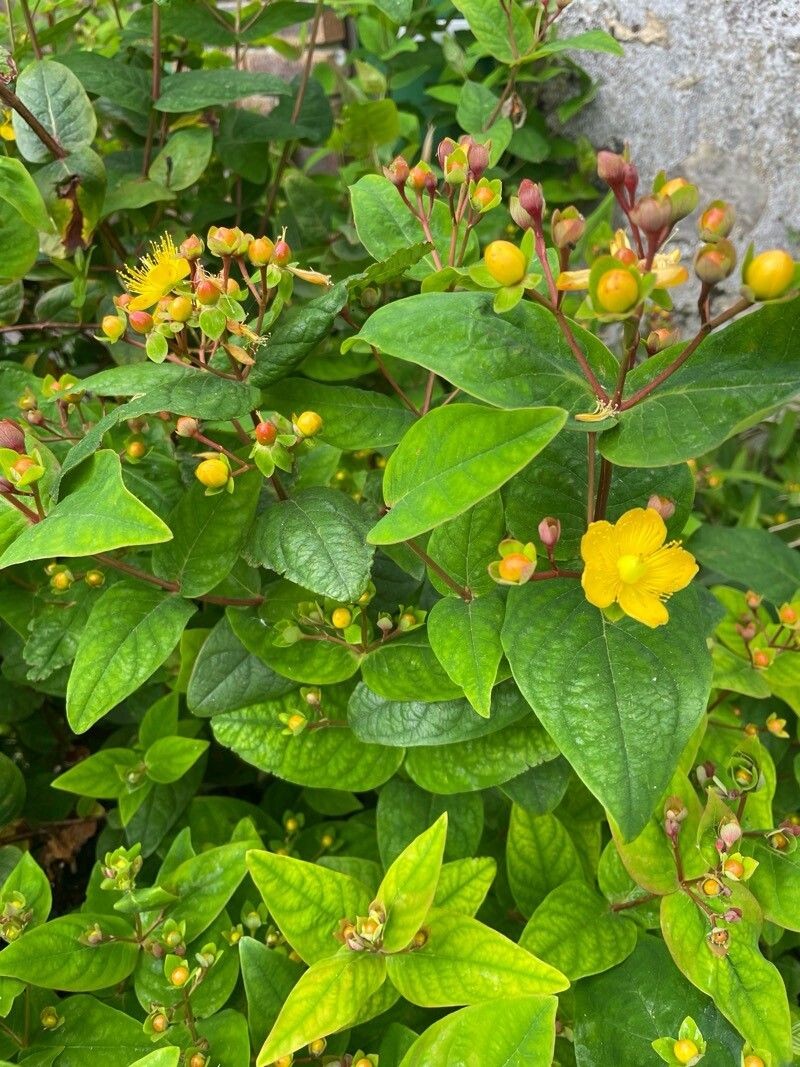 Hypericum × inodorum photo 8