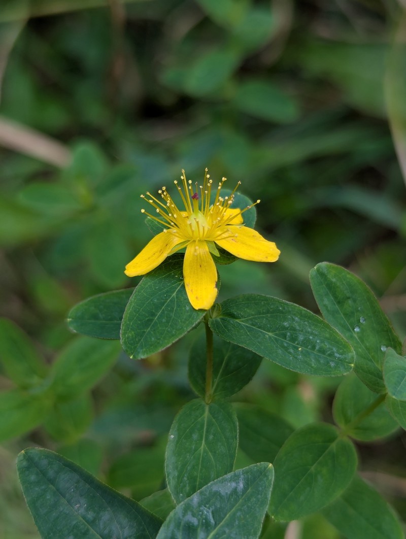 Blue Ridge St. Johnswort