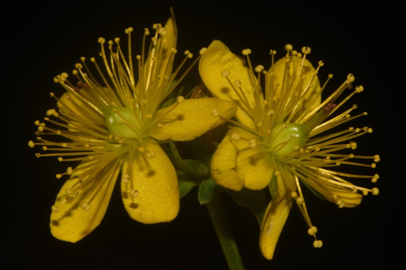 Blue Ridge St. Johnswort photo 2