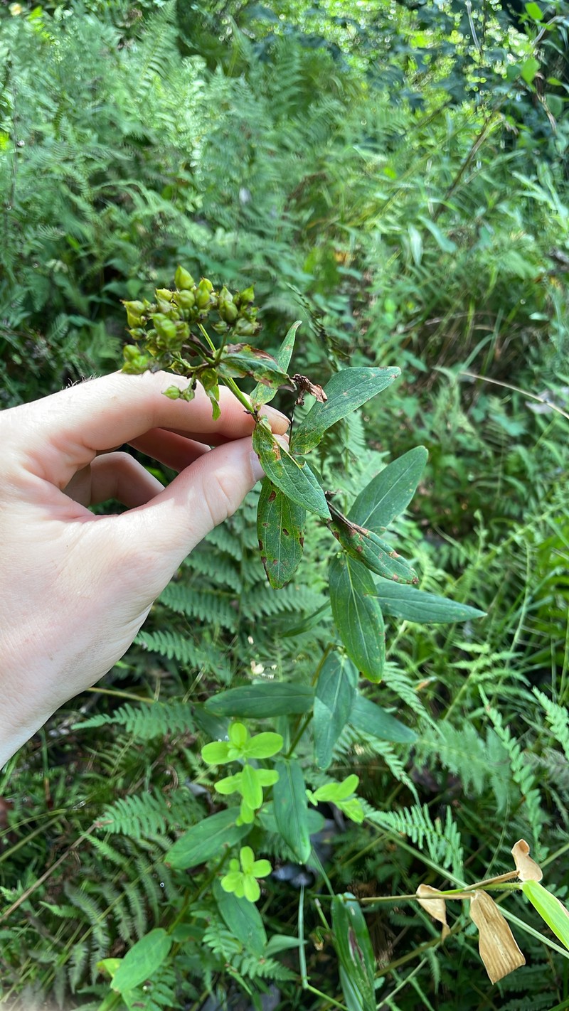 Blue Ridge St. Johnswort photo 3