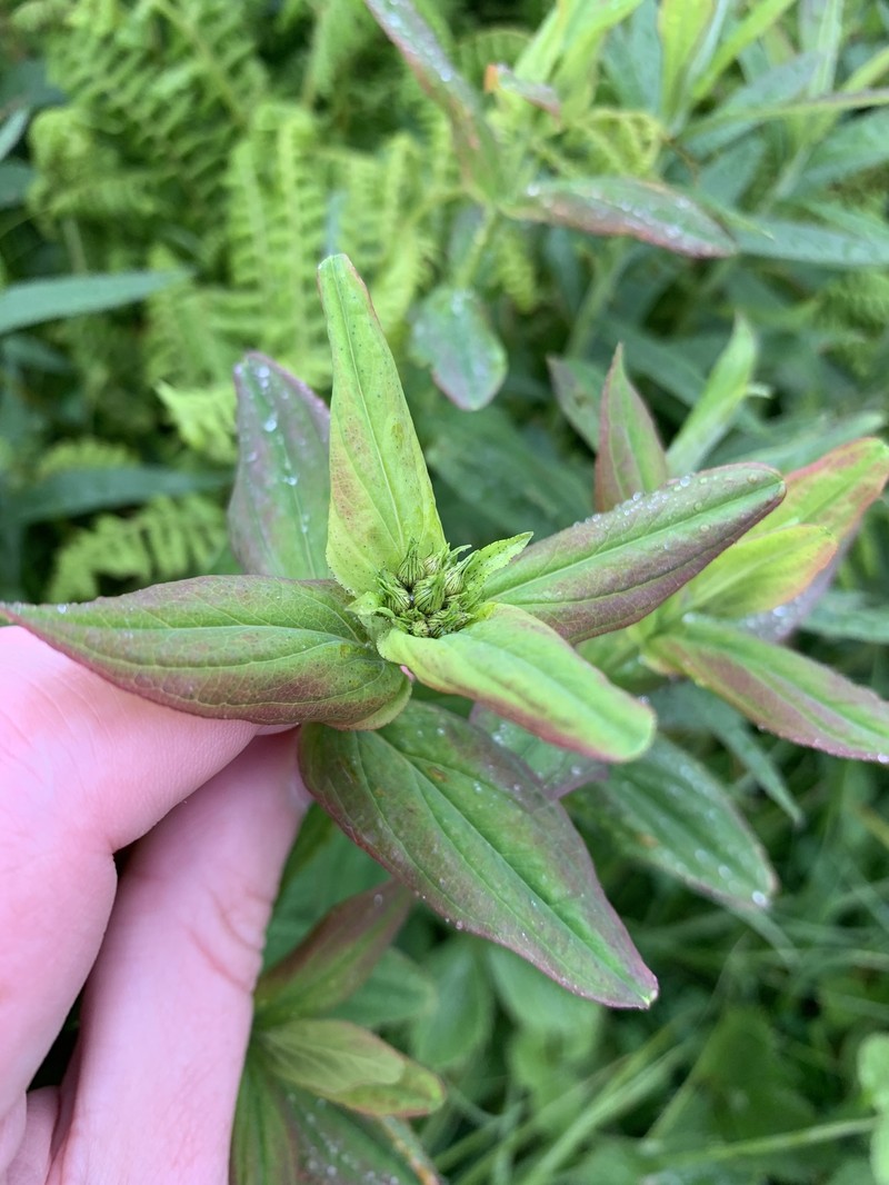Blue Ridge St. Johnswort photo 4