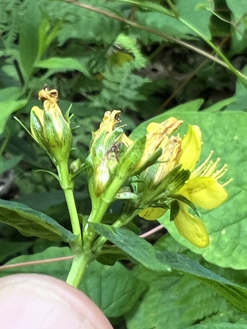 Blue Ridge St. Johnswort photo 6