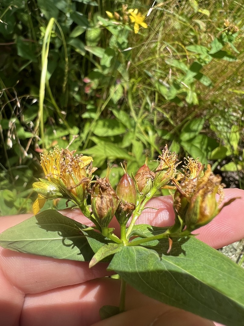 Blue Ridge St. Johnswort photo 7