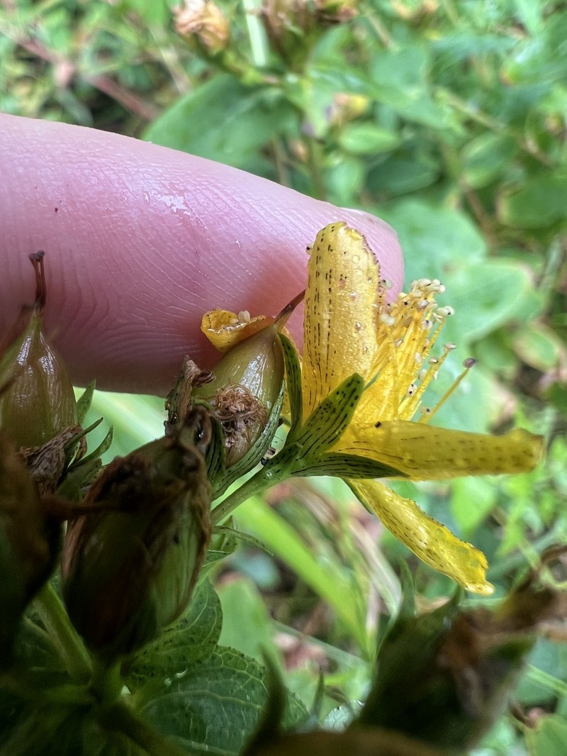 Blue Ridge St. Johnswort photo 8