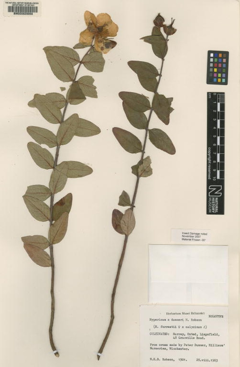 Hypericum × reinosae photo 2