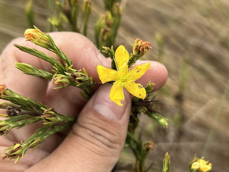 Hypericum aciculare