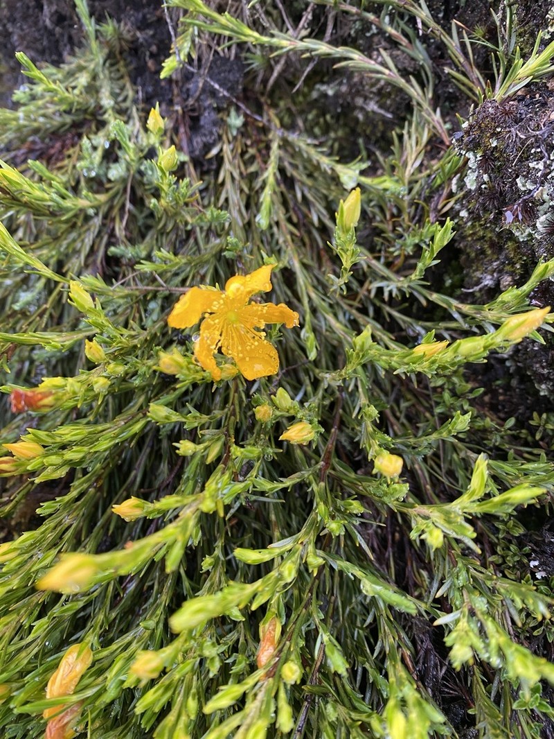 Hypericum aciculare photo 2