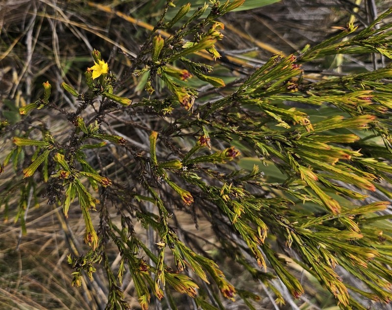 Hypericum aciculare photo 3