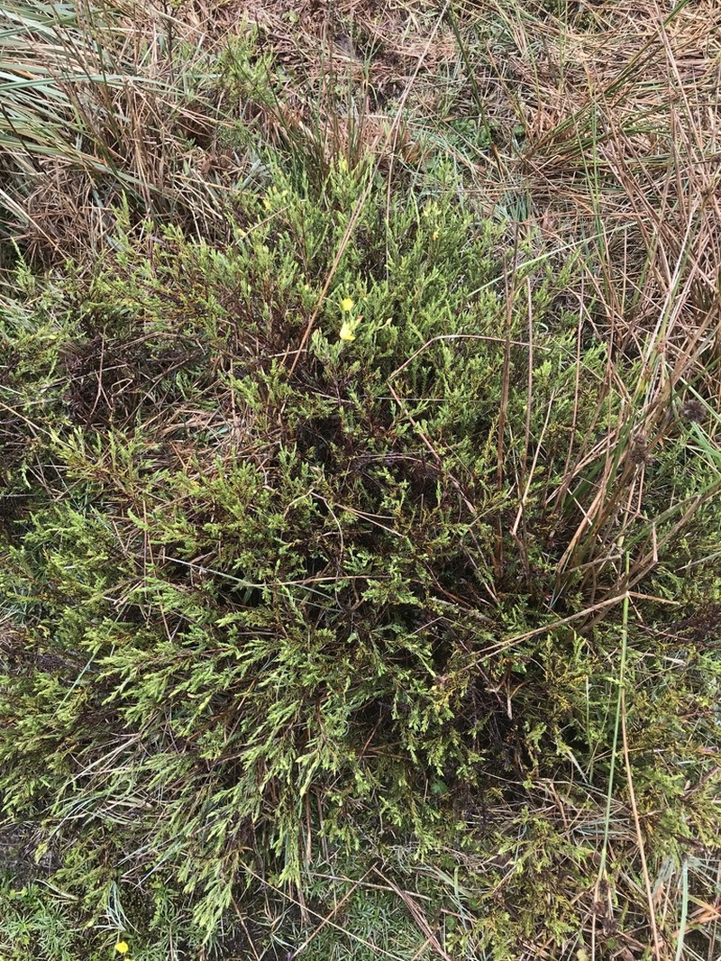 Hypericum aciculare photo 4