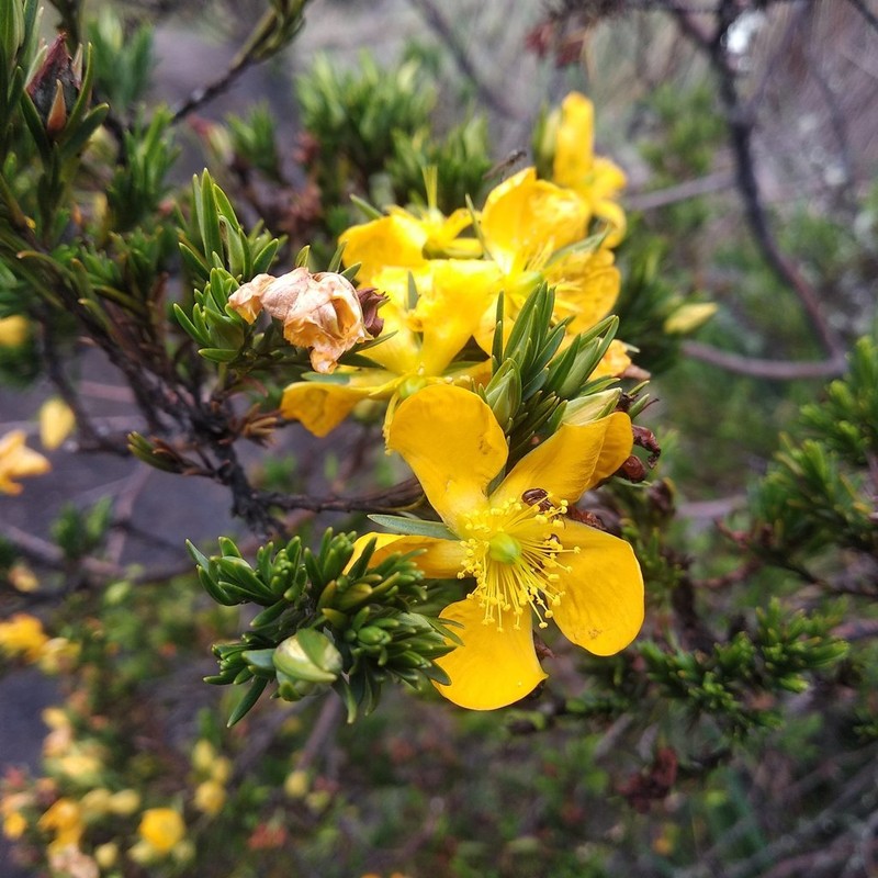Hypericum aciculare photo 5