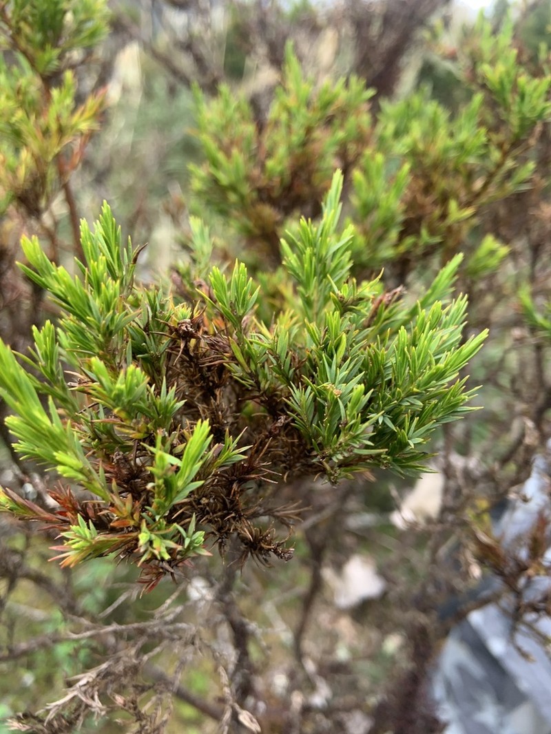 Hypericum aciculare photo 6