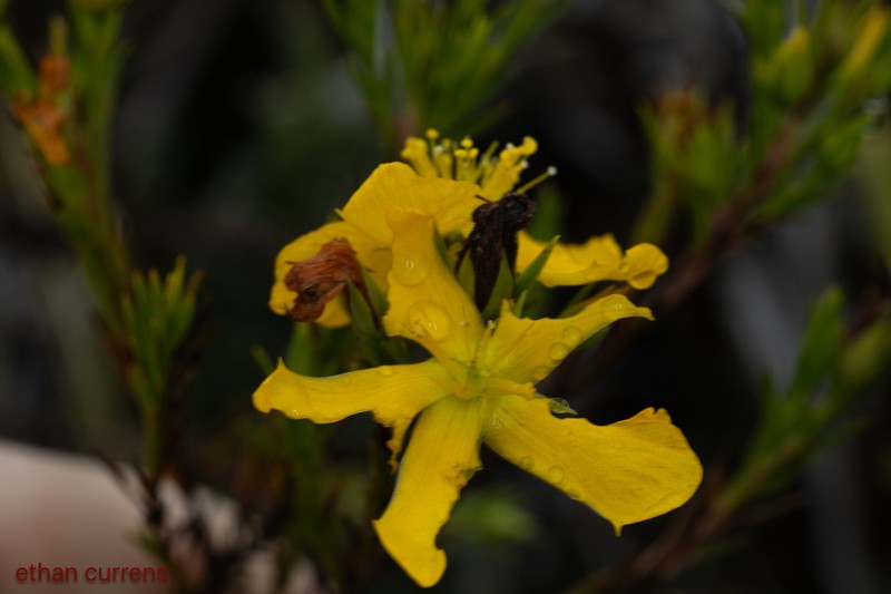 Hypericum aciculare photo 7