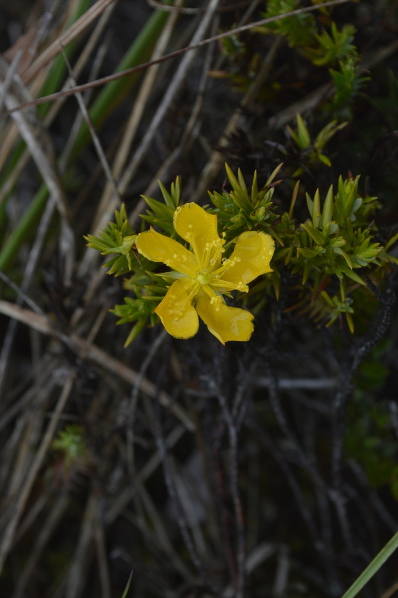 Hypericum aciculare photo 8