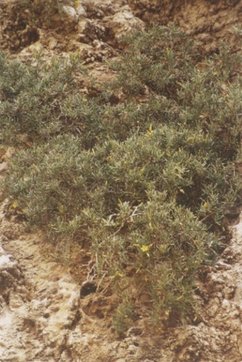 Hypericum aciferum