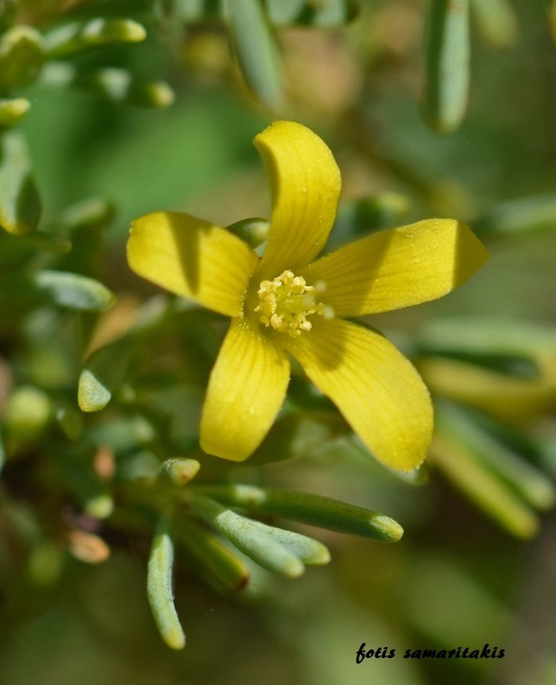 Hypericum aciferum photo 3