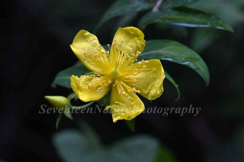 Hypericum acmosepalum