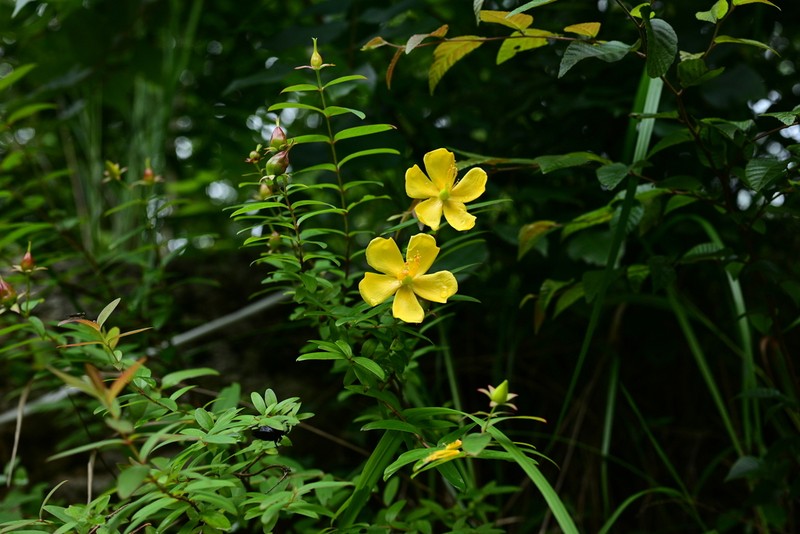 Hypericum acmosepalum photo 2