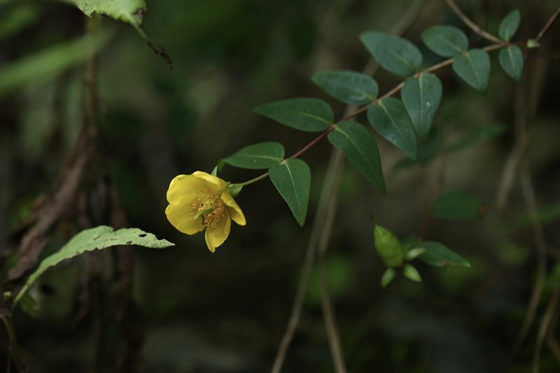 Hypericum acmosepalum photo 3