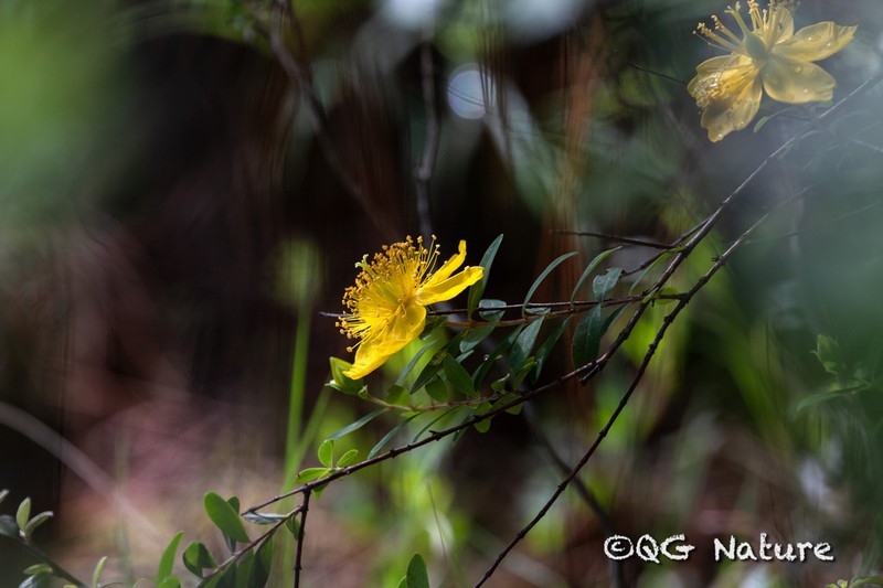 Hypericum acmosepalum photo 4